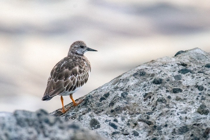 Steenloper (Zuidpier Ijmuiden). Foto van Mark Bos.